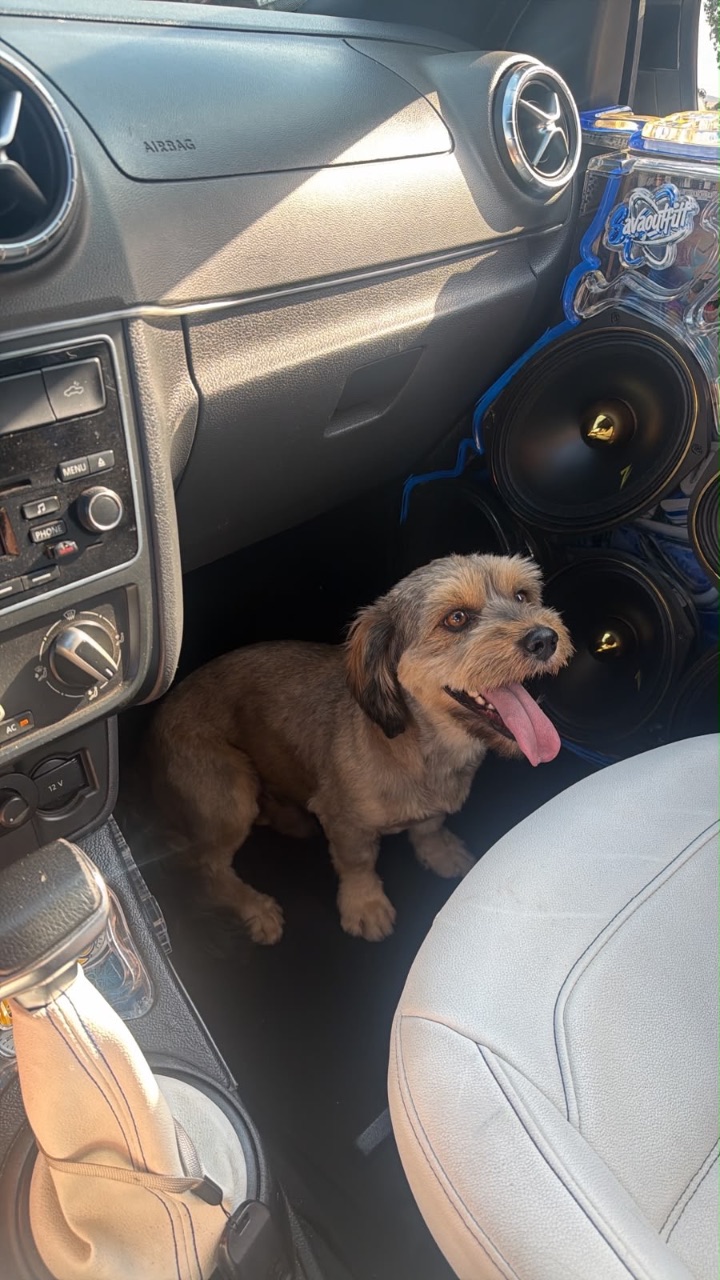 Foto de Perdido: Peludo