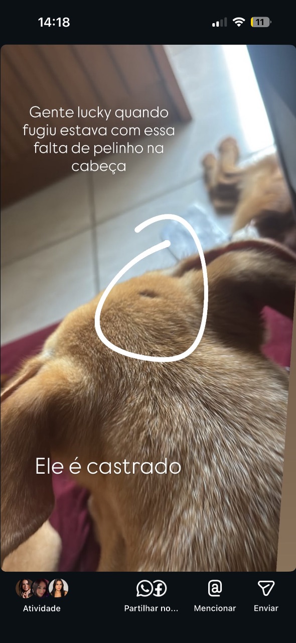 Foto de Perdido: Lucky