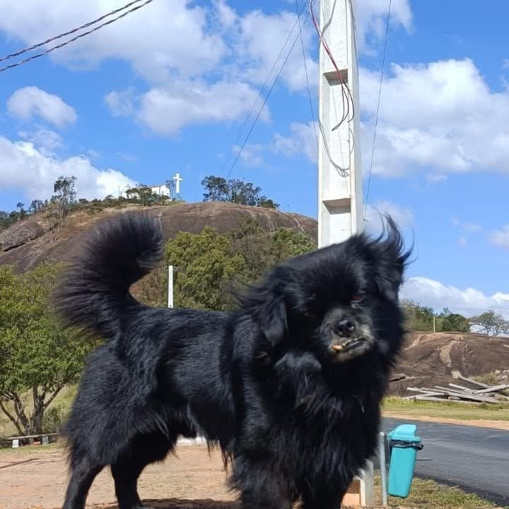 Foto de Perdido: Teddy