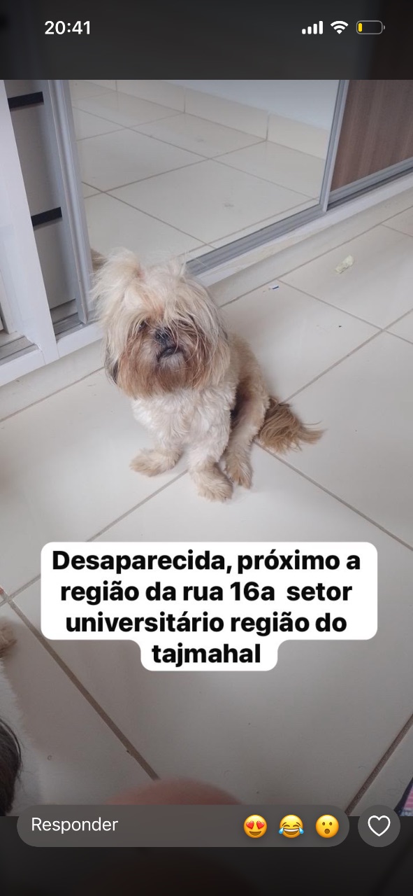 Foto de Perdido: Lolla