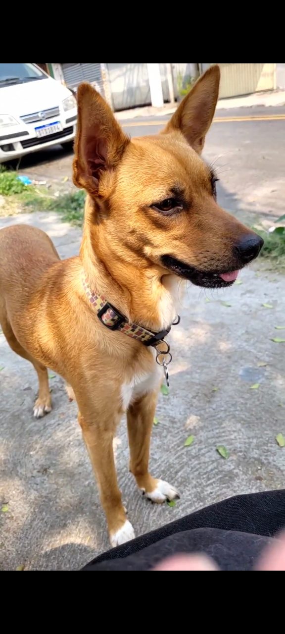Foto de Perdido: Zoe
