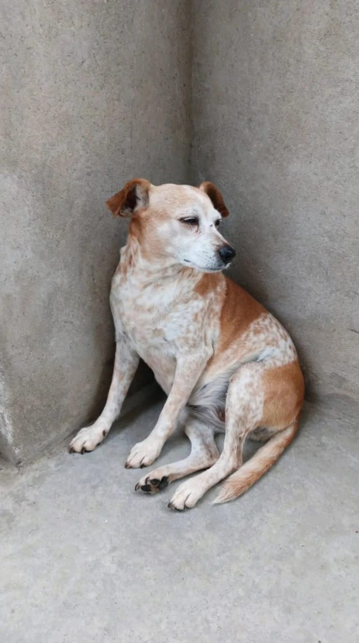 Foto de Perdido: Lola