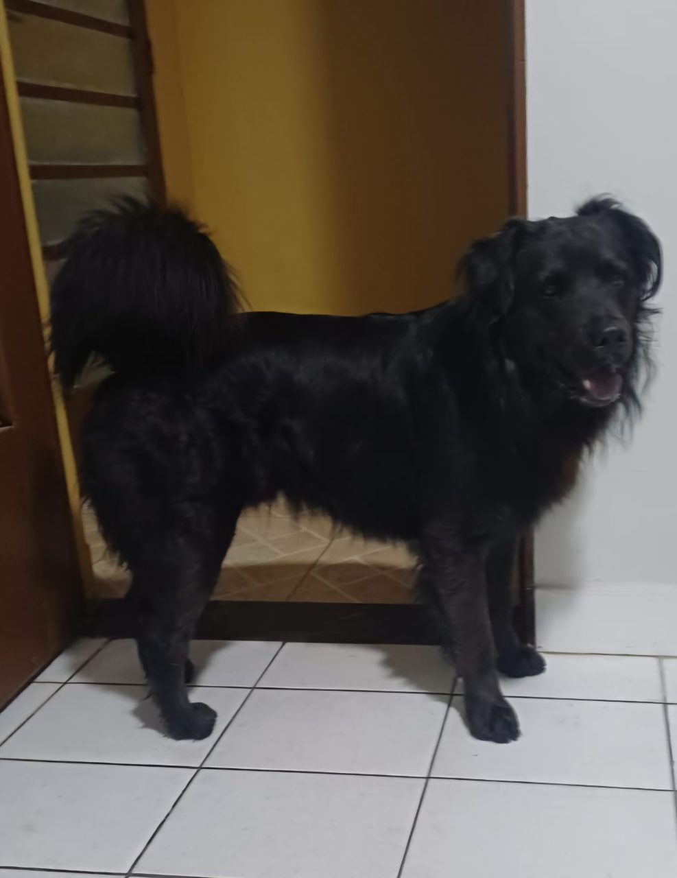 Foto de Perdido: Bob