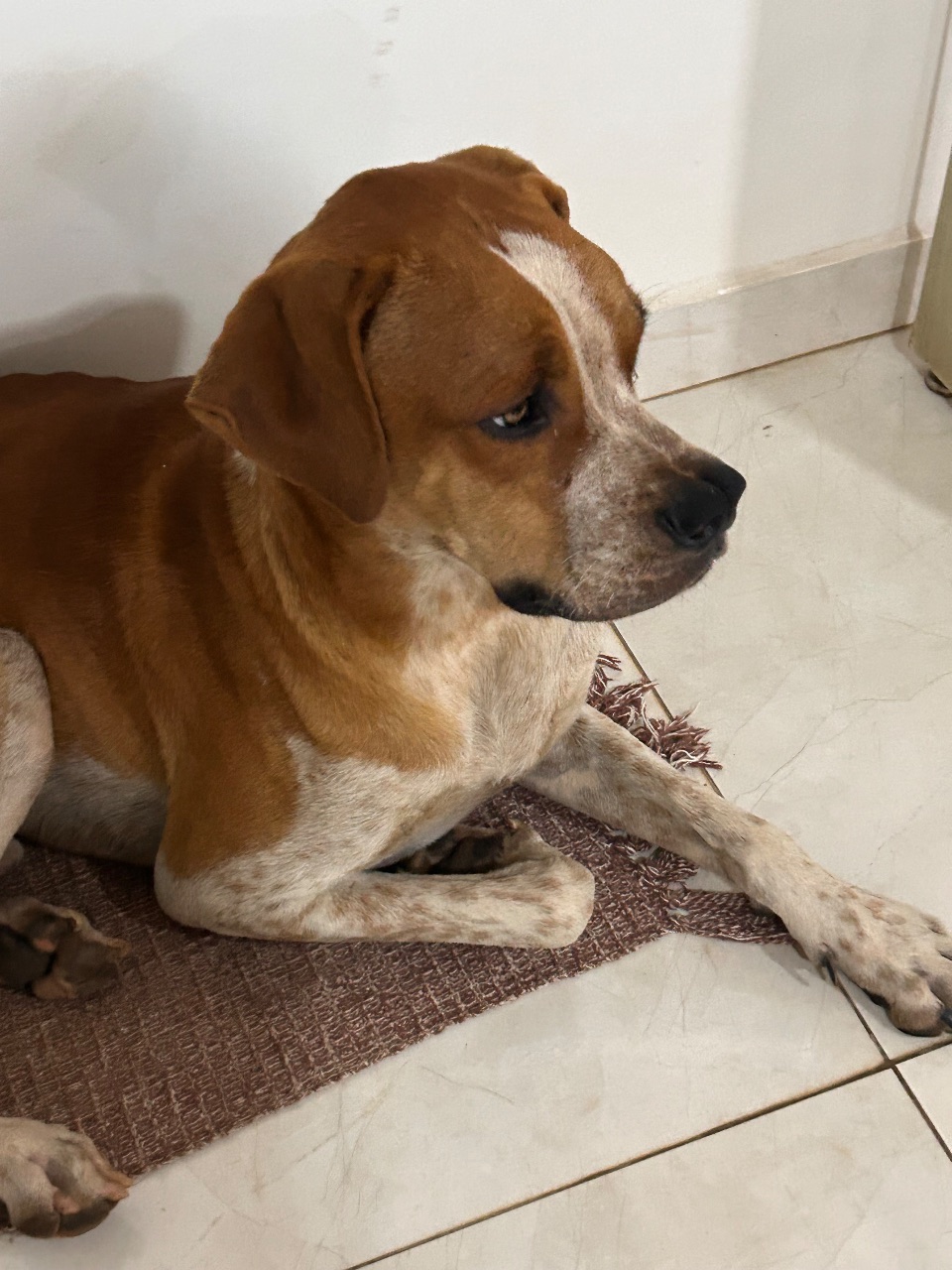 Foto de Cachorro amarelo + branco