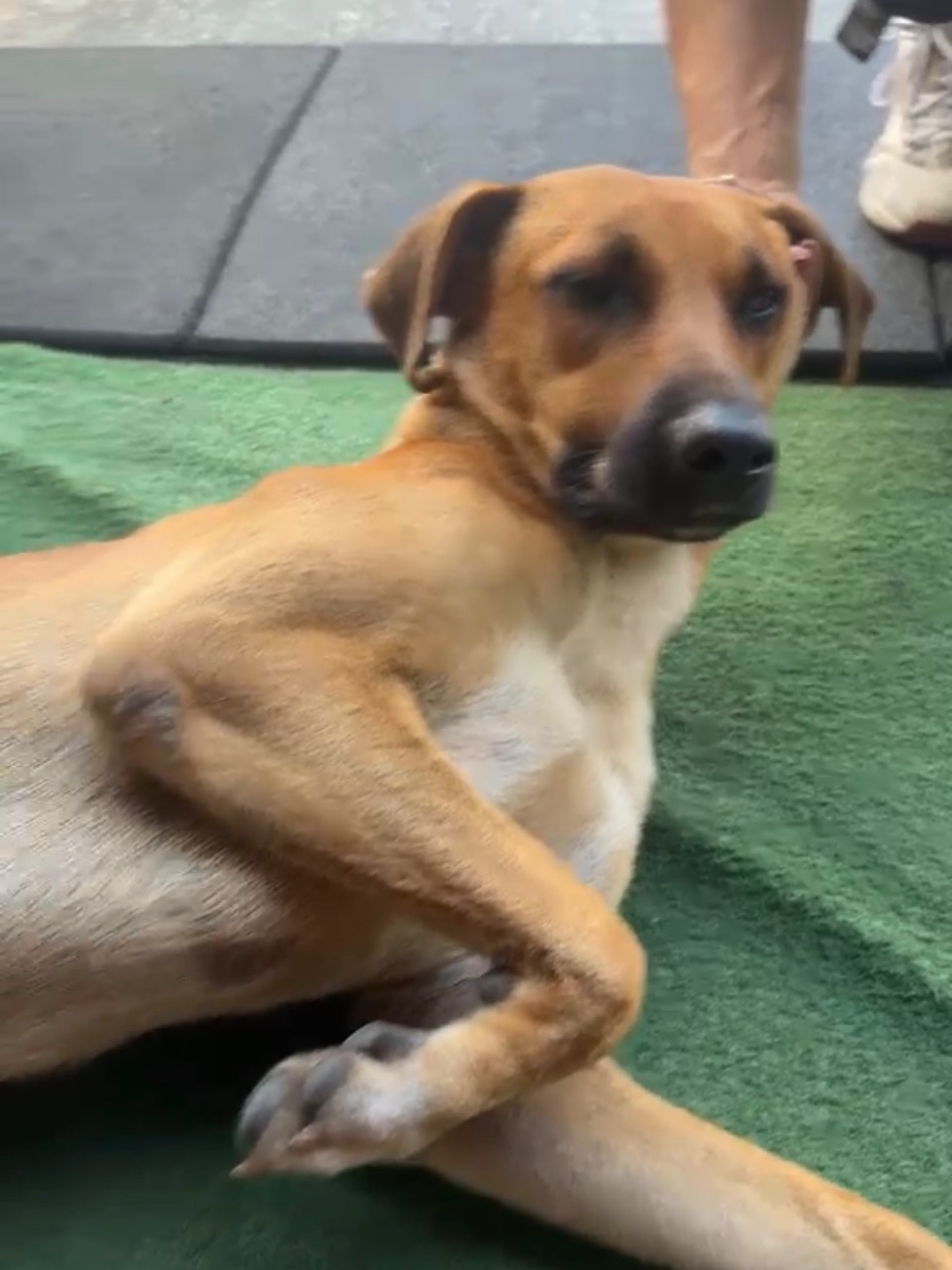 Foto de Avistado: Cachorro caramelo com branco