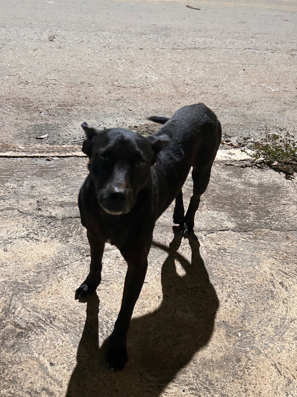 Foto de Avistado: Cachorro preto