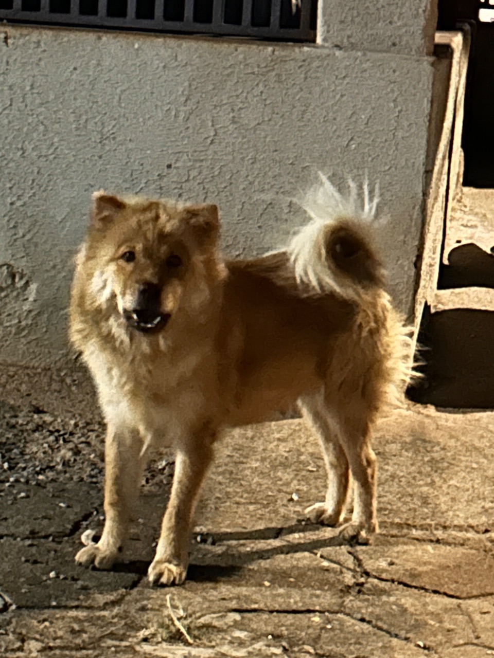 Foto de Avistado: Cachorro caramelo