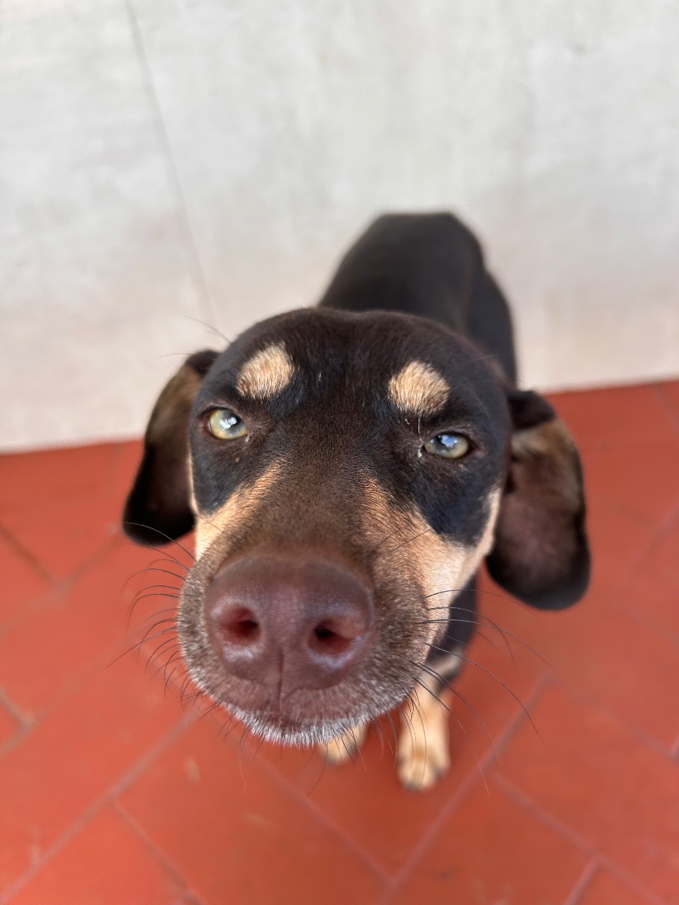 Foto de Avistado: Cachorro marrom/ preto/ branco