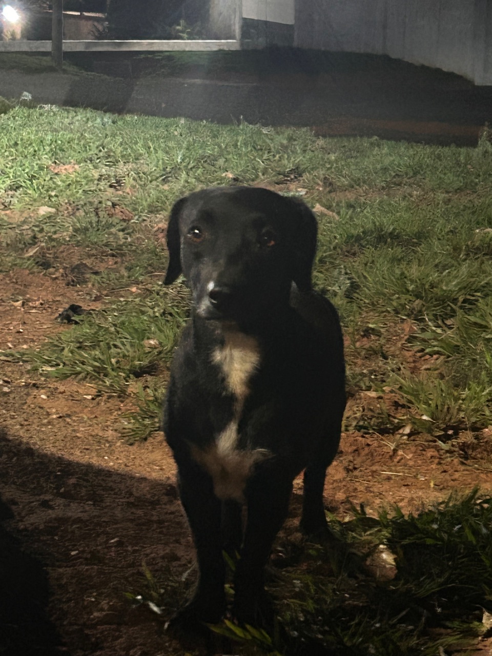 Foto de Avistado: Cachorro preta