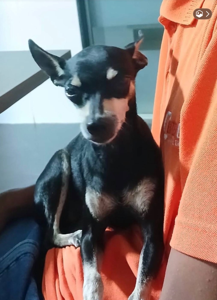 Foto de Perdido: Pituka
