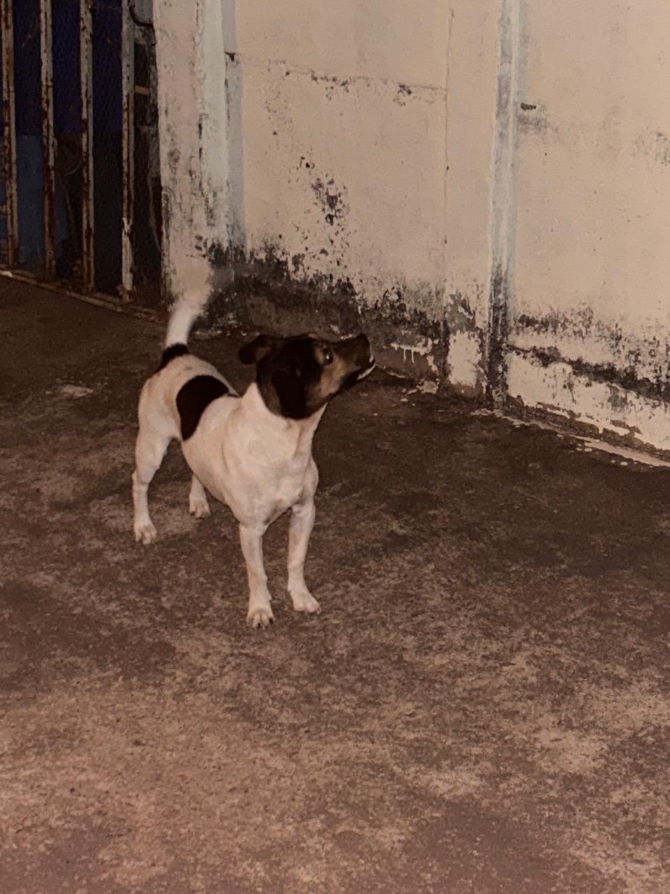 Foto de Avistado: Cachorro branco