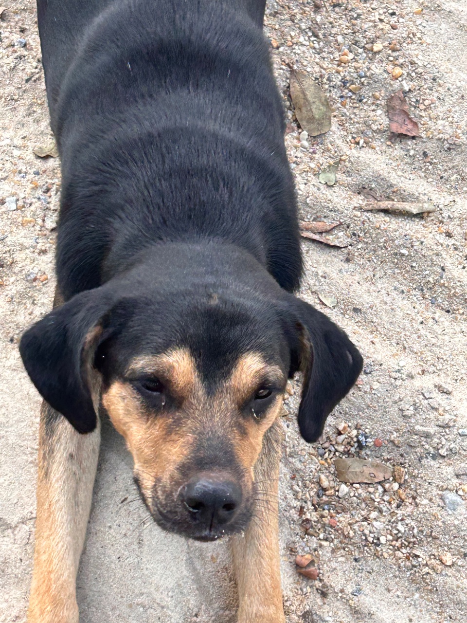 Foto de Avistado: Cachorro preto + amarelo