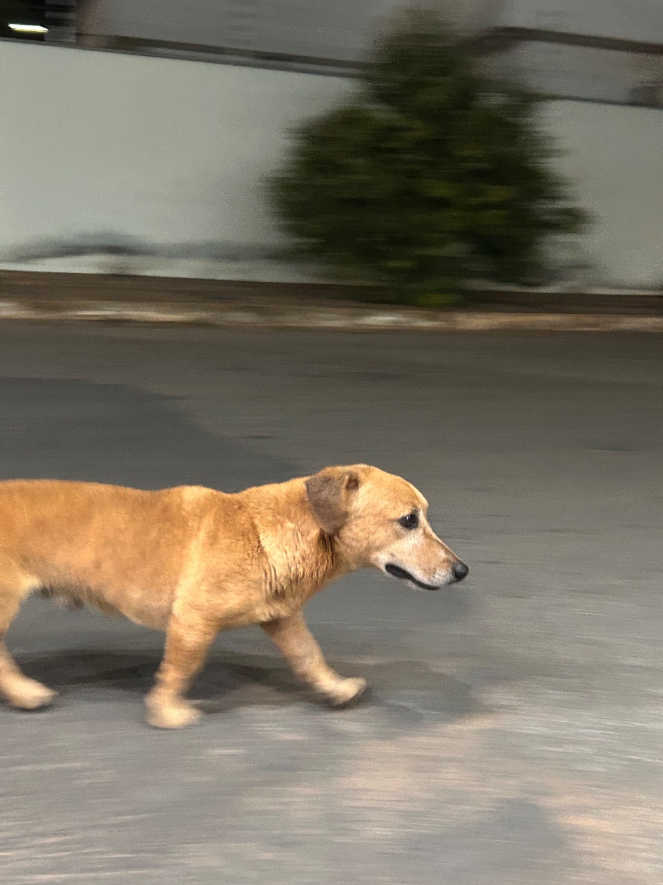 Foto de Avistado: Cachorro caramelo