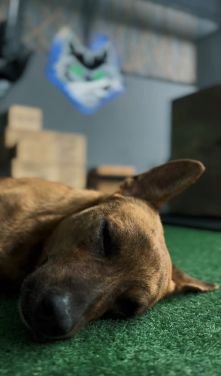 Foto de Cachorro caramelho com listras