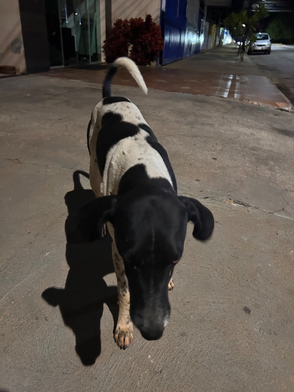 Foto de Cachorro preton+ branco
