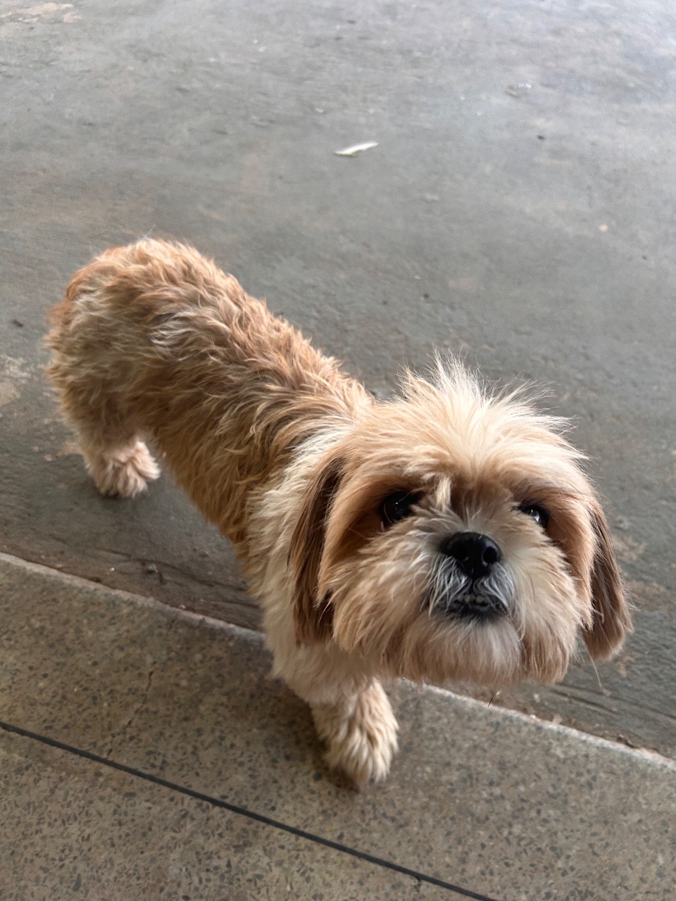 Foto de Avistado: Cachorro caramelo e branco