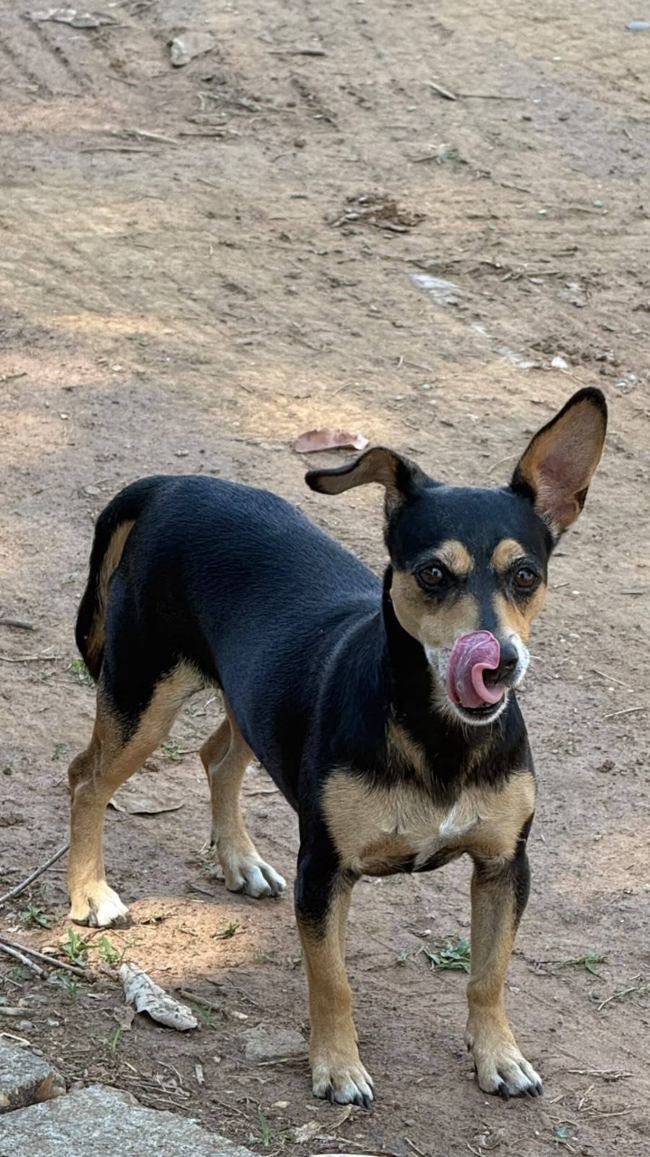 Foto de Avistado: Cachorro preto