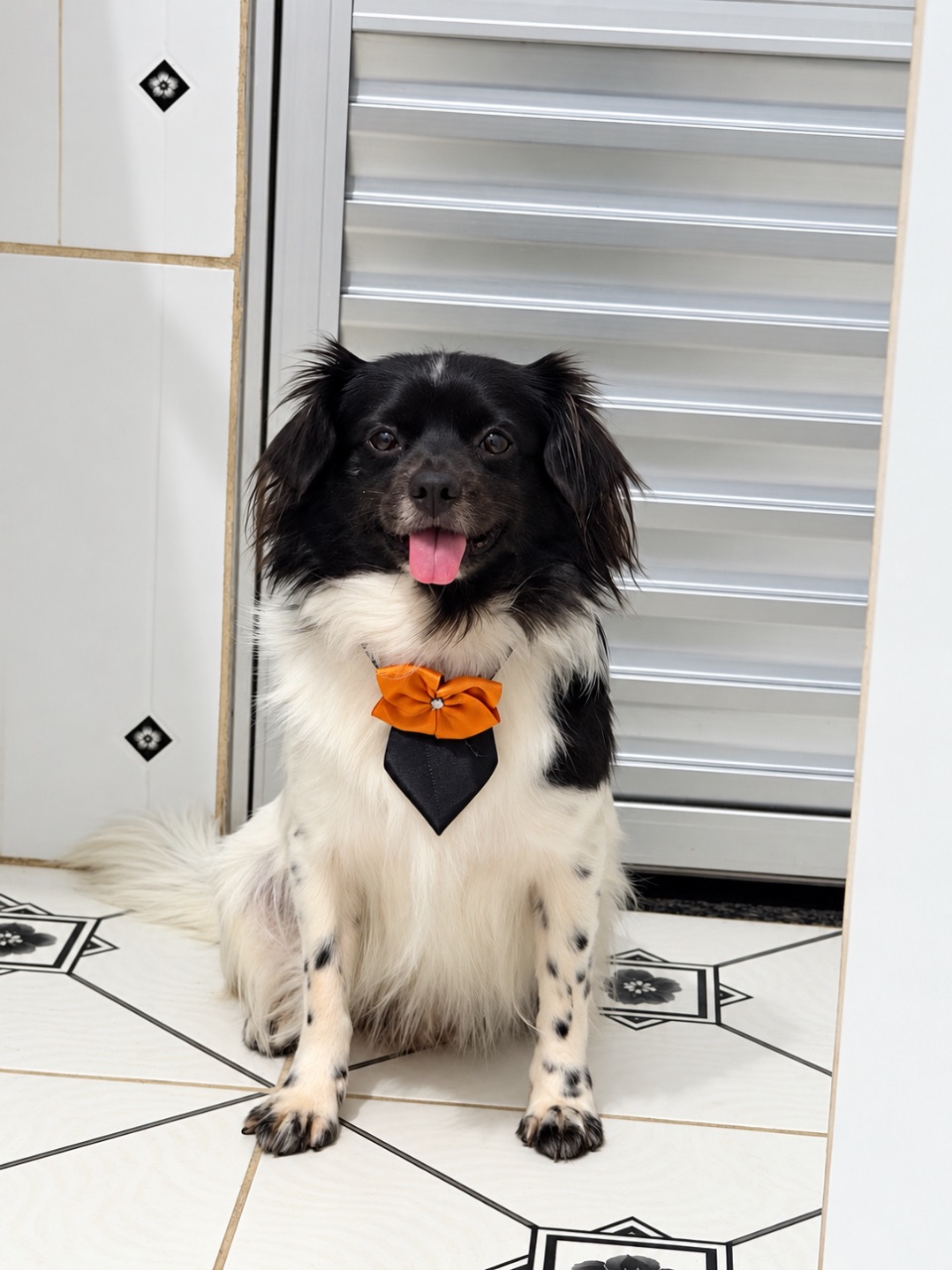 Foto de Perdido: Pintadinho