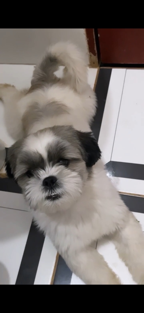 Foto de Perdido: Theo