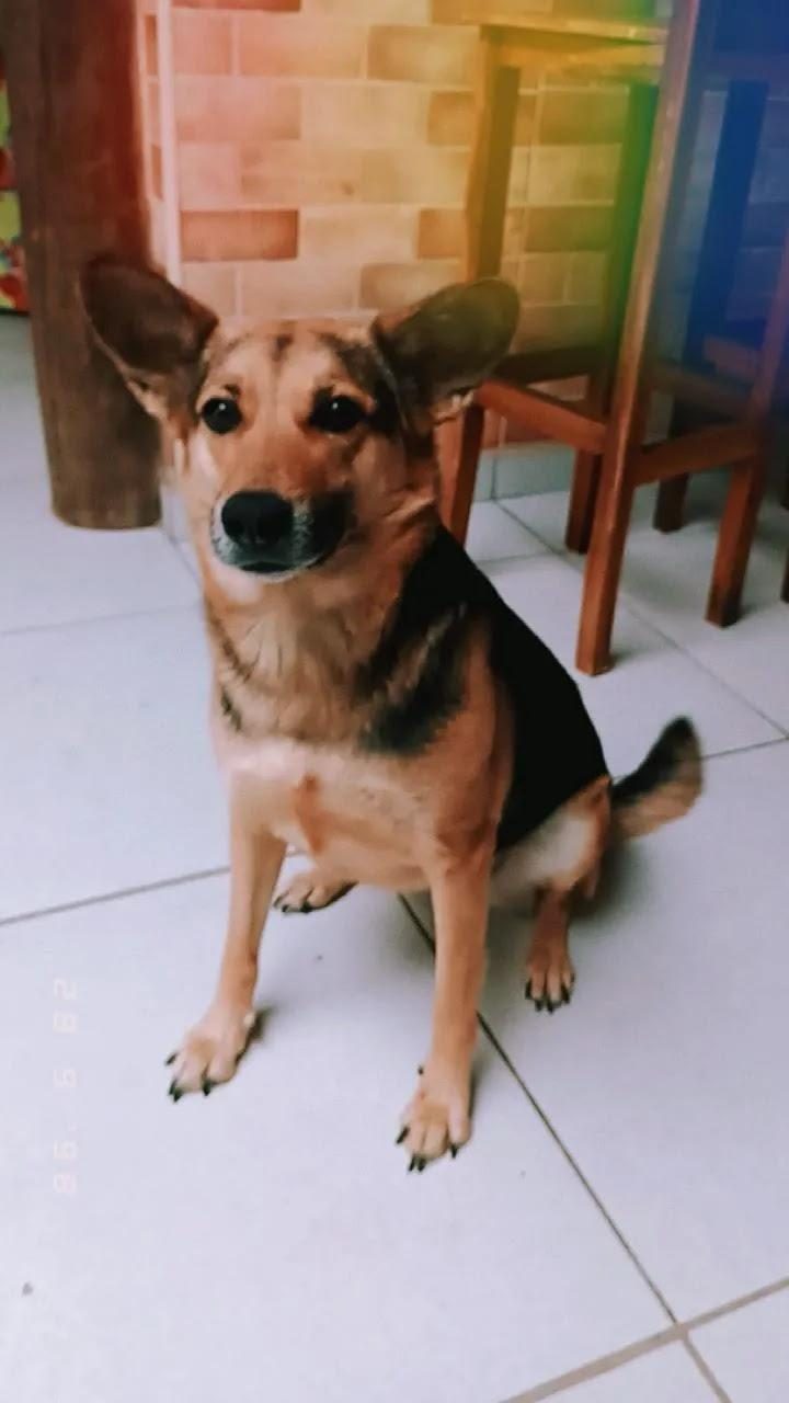 Foto de Perdido: Maia