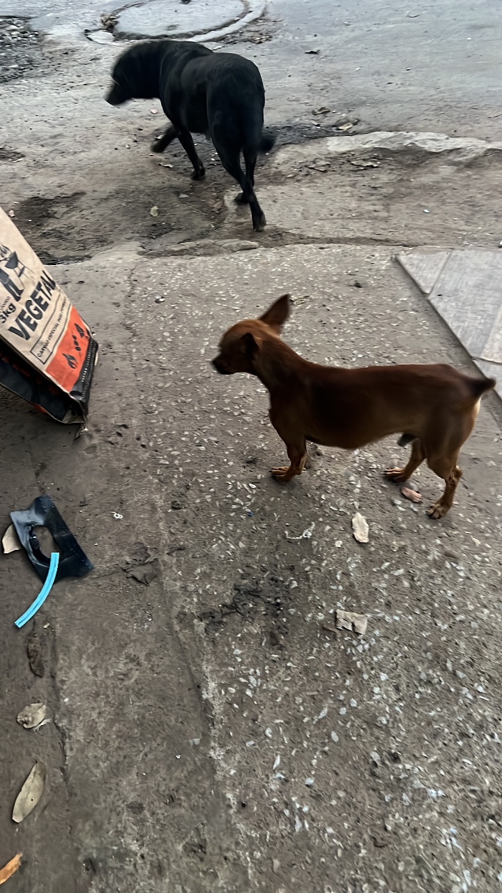 Foto de Avistado: Cachorro amarelo