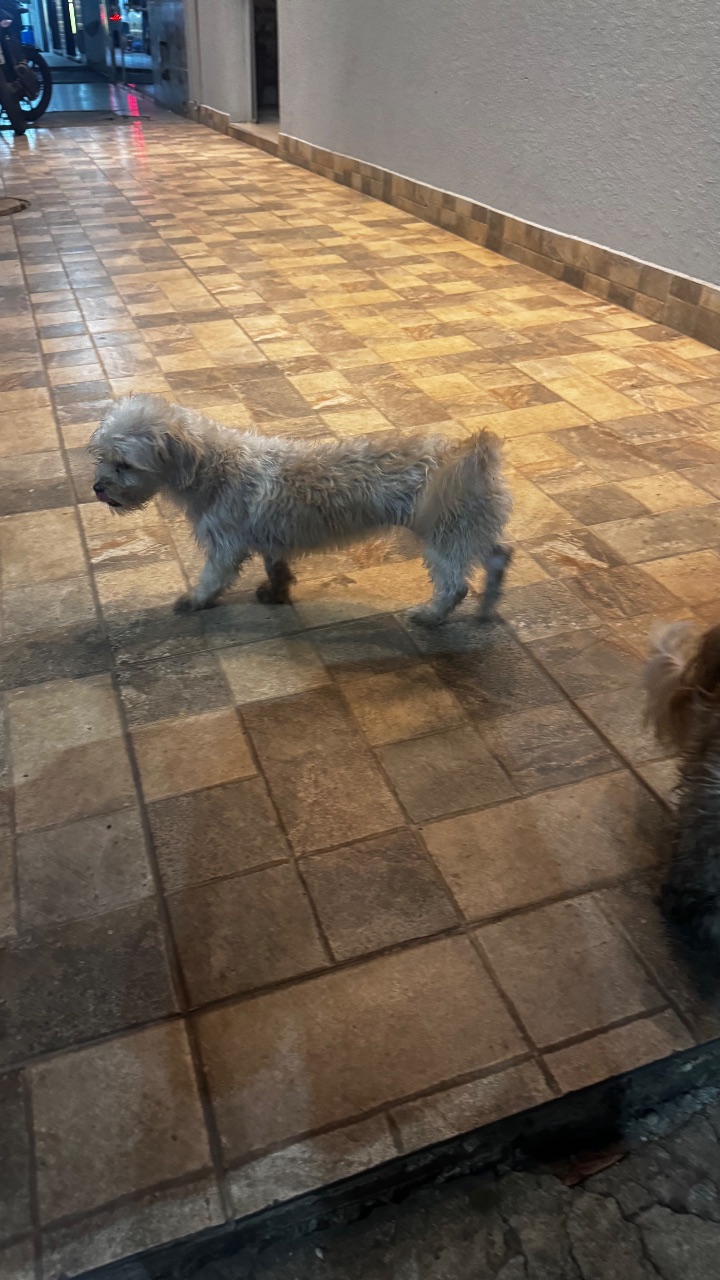 Foto de Encontrado: Cachorro branco