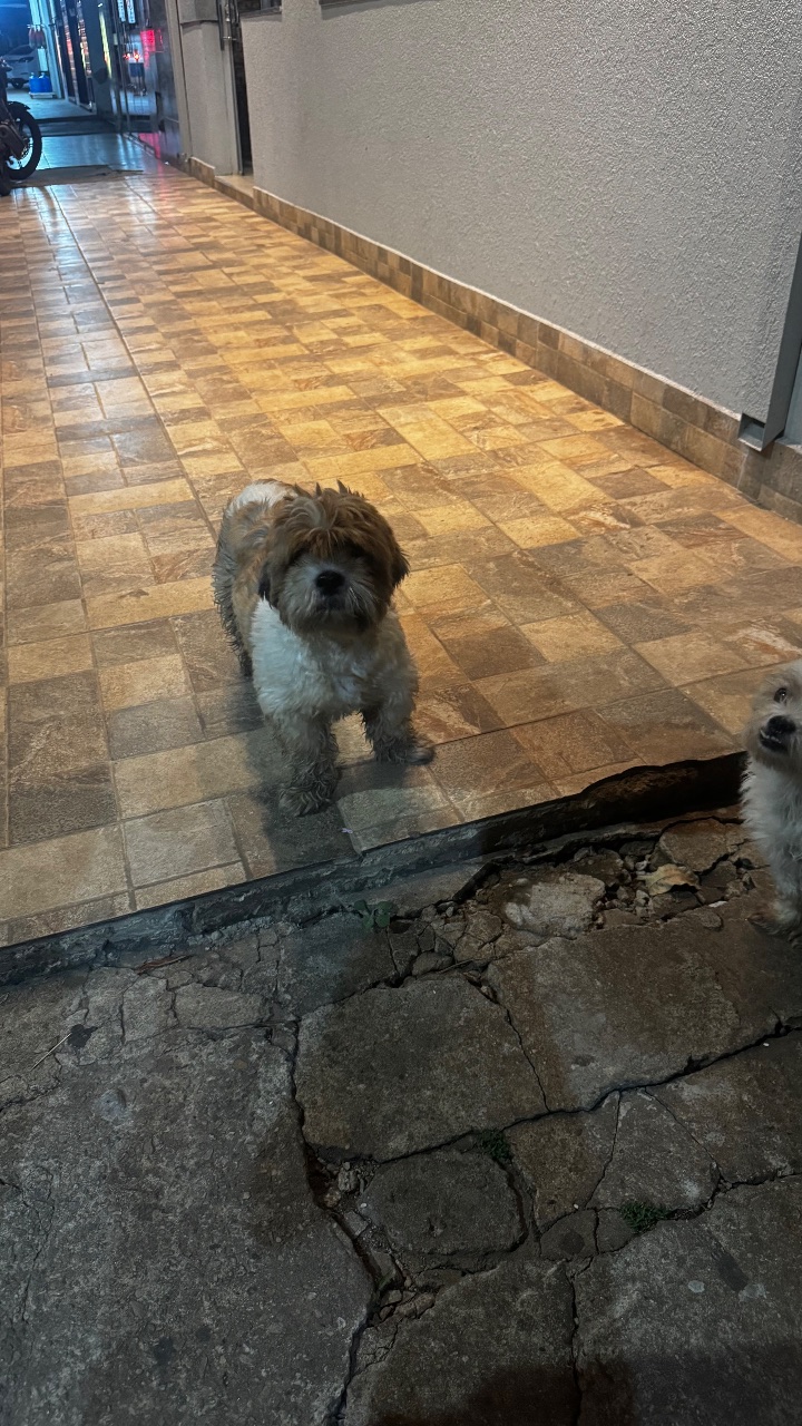 Foto de Encontrado: Cachorro brancos