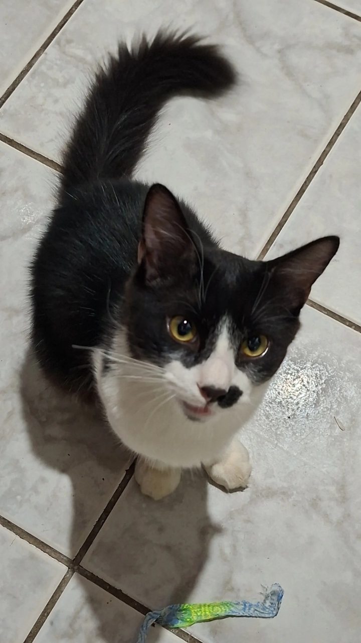 Foto de Perdido: Bento
