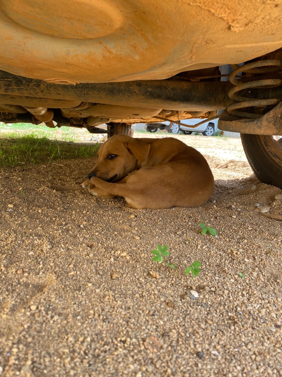 Foto de Avistado: Cachorro caramelo