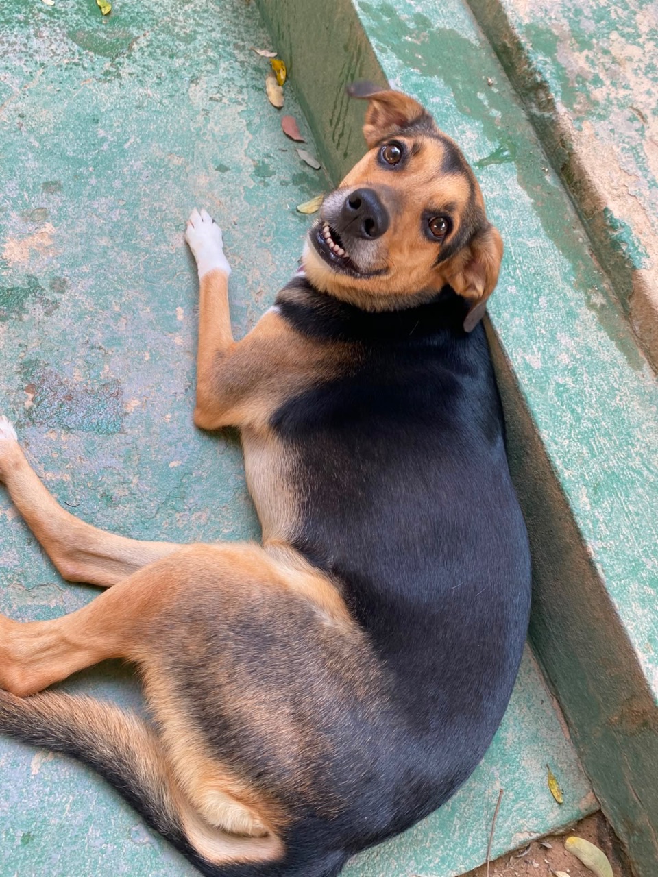 Foto de Perdido: Peni